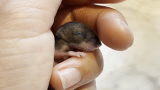 Woman spots a helpless mouse in backyard. Here's what she did next.