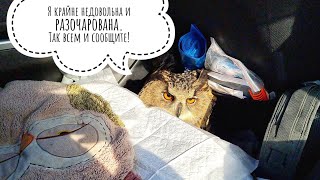 Как сова Ёлка в Москву ездила за покупочками и не только