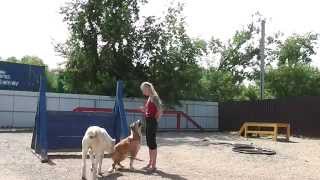 ДРЕССИРОВКА СОБАК В НОВОСИБИРСКЕ.  Новые трюки. Намира.