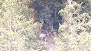 HIGH COUNTRY UTAH MULE DEER HUNT