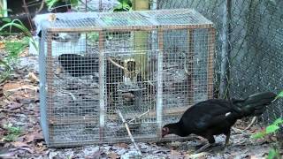 The best multi catch sparrow trap in the world,12 catch in minutes