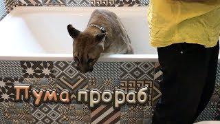 ПУМА ПРИНИМАЕТ РАБОТУ / Борьба жуткого страха и чудовищного любопытства! / Первый выход котов