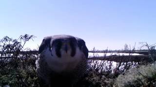Гнездование. Сокол-сапсан (Falco peregrines). Природный парк "Нумто" 2017 год