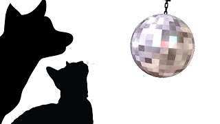 CAT GAMES - DISCO DANCE OFF (FOR CATS ONLY)