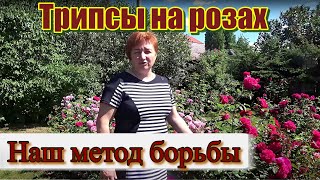 Трипсы на розах.