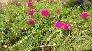 Yardan Nadi ker Pani me // यर्दन नदी केर पानी में