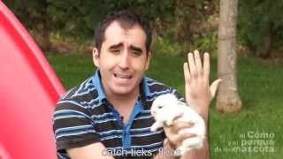 jugar con conejos. Playing with rabbits