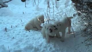 Щенки (Цогуш-Юрек Баяз Бури х Найроби Баяз Бури) 2 мес.(3)