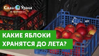 Как сохранить урожай яблок до лета: личный опыт. Питомник "Сады Урала"