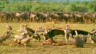 Scavengers Of The Savannah