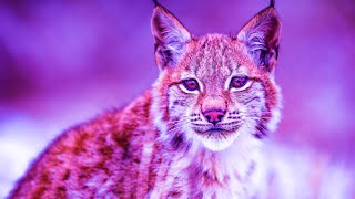 Soothing Healing Meditation Music | 528Hz Energy | Raise Positive Vibes | Soothing Zen
