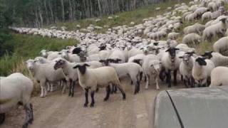Last Dollar Road Sheep