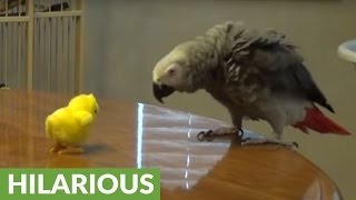 Talking parrot battles with toy Easter chick