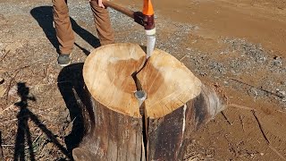Splitting Biggest Nuttiest Log Ever!