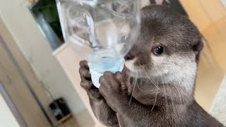 カワウソさくら もちもちなセクシーお腹を見せつけてくるカワウソ otter showing a soft stomach