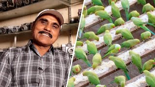 This man feeds 3,000 wild parrots a day