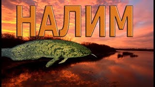 Яма с налимами - Подводная охота 28.10.2019
