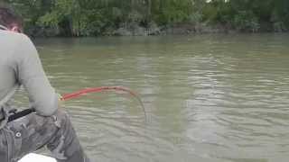 VIDEO PESCA SILURO NEL FIUME PO: by PAOLO LENZI e LUIGI CASTELLINI