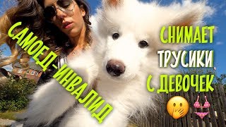 Дом для собак-инвалидов. Волонтерская тусовка:)