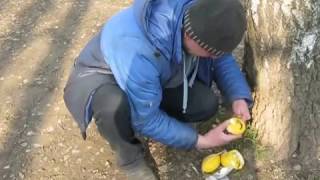 ЧЕМПИОН ЕСТ ЛИМОНЫ ЗА 5 МИНУТ !!!