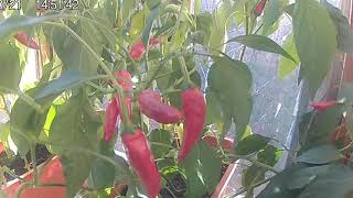 Выращивание чили перца на балконе. Chili peppers growing.