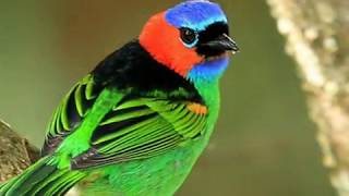 Hermosos los pájaros , tan variados y bellos colores en su plumaje !