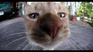 Приколы с котами! Ржу не могу