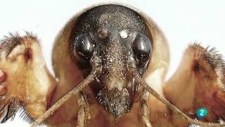Cuaderno de Gaia 2º. Insectos musicales: grillos, cigarras, saltamontes...