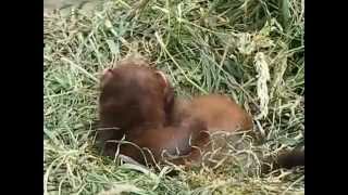 Щенки европейского хорька - Polecat babies