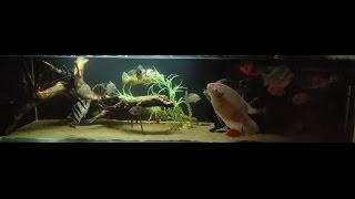 Аквариумный туризм №18 (Переезд из 600л в 1500л)
