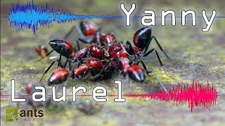 Do You Hear "Yanny" or "Laurel"? (Can Ants Be Confused, too?)