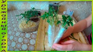 ПЕРЕСАДКА РАССАДЫ ОГУРЦОВ И ДЫНЬ В ПЕЛЕНКИ!