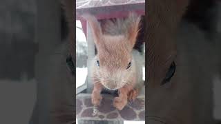 Белка в домике / Squirrel in the house