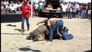 putting head into an alligator goes wrong