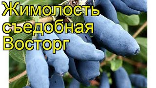 Жимолость съедобная Восторг. Краткий обзор, описание характеристик lonicera edulis Vostorg