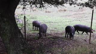 Iberico piggies イベリコ豚が道の近くまで出てきました。