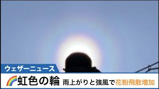 虹色の輪！雨上がりと強風で花粉飛散増加