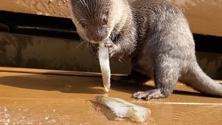 暑い日に魚丸ごとのアイスキャンディをカワウソにプレゼントした！ I gave the otter a whole fish popsicle!