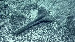 Ancient Beaked Whale Skull Found in Papahānaumokuākea Marine National Monument | Nautilus Live