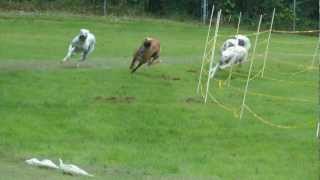 Sighthound Race Practice