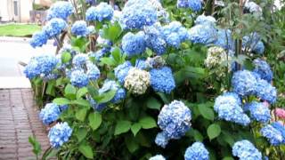 Grow Hydrangeas