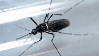 WHO issue safe sex advice to stem Zika's spread
