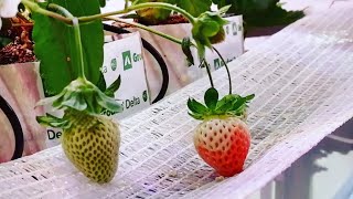 Ремонтантная клубника нового поколения, выкидывает усы с соцветием.
