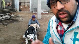 Pet Care - First Husky Mating - Bhola Shola