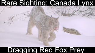 Canada Lynx with Red Fox Prey
