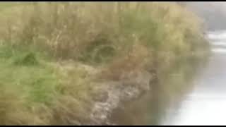Массовый мор рыбы зафиксирован на одной из рек Приморья