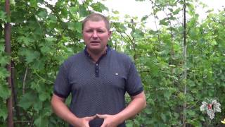 Подкормка виноградных кустов после цветения. Виноград 2017.