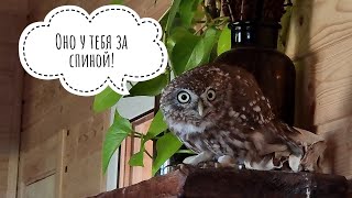 Сыч Лучик: никому не здрасьте! Маленькая сова увидела что-то серьёзное