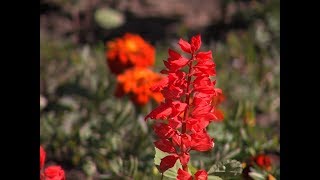 В Йошкар-Оле стартовал ежегодный конкурс «Цветущий город – 2018!»