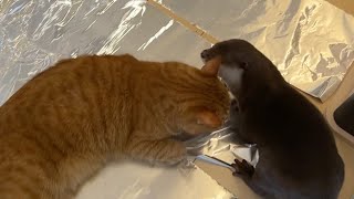 猫はアルミホイルを嫌うらしいのでカワウソに試した I heard cats don't like aluminum foil, so I tried it on an otter.
